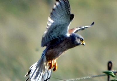 Sandwich Bay Bird Observatory Trust