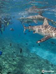 Bimini Sharklab