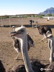 Rooster Cogburn Ostrich Ranch