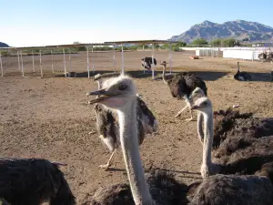 Rooster Cogburn Ostrich Ranch