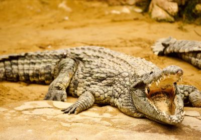 La Ferme aux Crocodiles - Réserve Tropicale