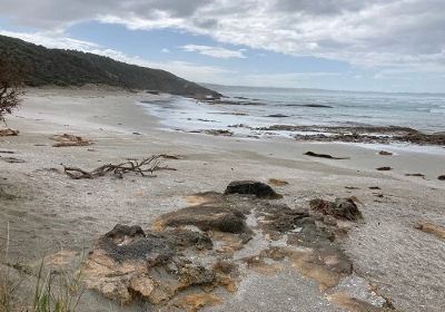 Shelly Beach Track