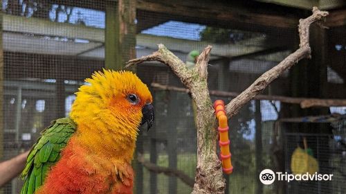 Parrots in Paradise Sanctuary