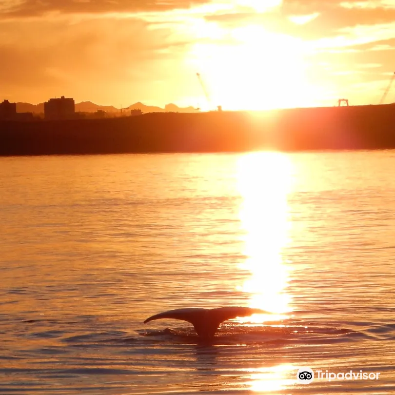 4_Reykjavik Whale Watching