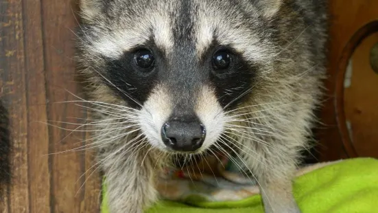 Peace River Wildlife Center