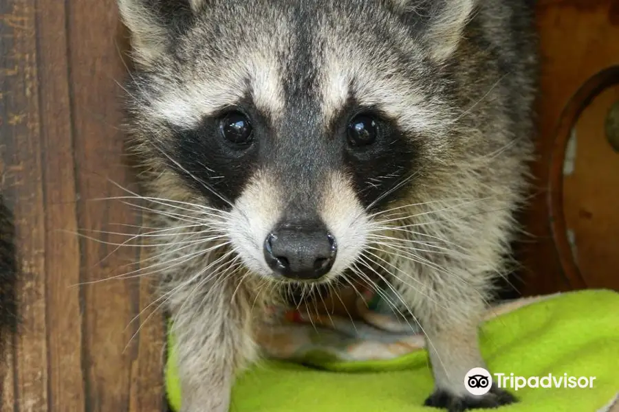 Peace River Wildlife Center