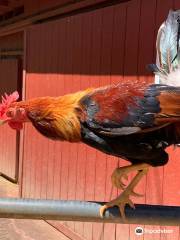 Boo Boo Zoo (The East Maui Animal Refuge)