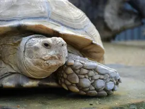 獵人谷野生動物園