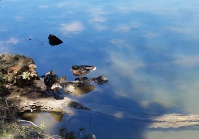 Folsom Lake State Recreation Area