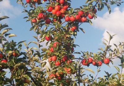 Blue Jay Orchards