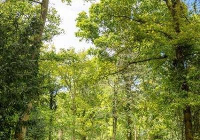 Worcester Woods Country Park