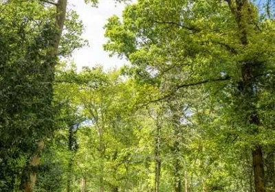 Worcester Woods Country Park