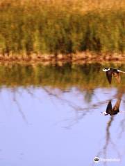 Bitter Lake National Wildlife Refuge