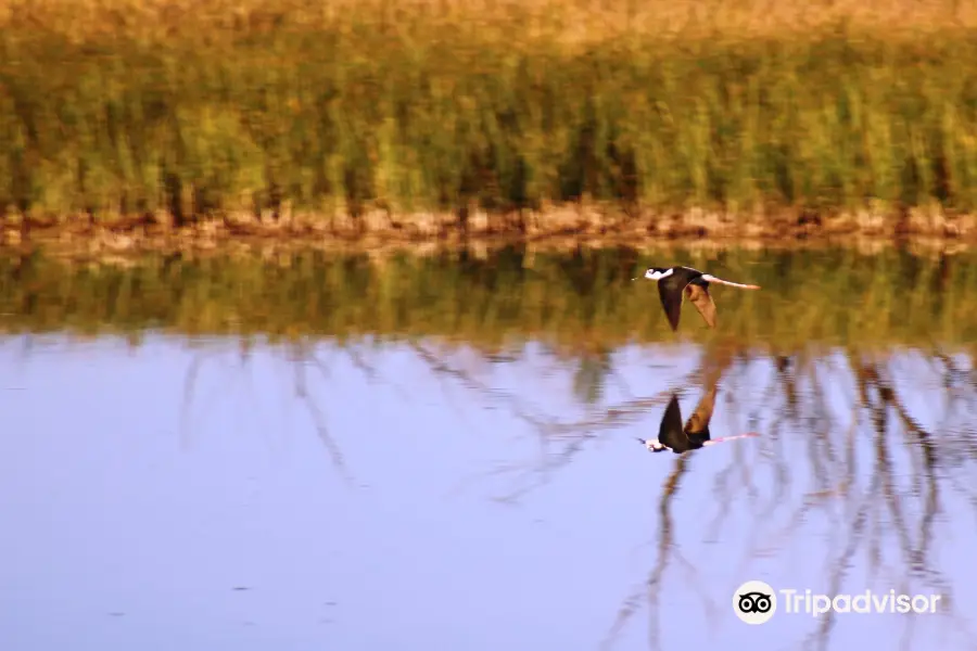 Bitter Lake National Wildlife Refuge