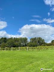 Wraxall Vineyard