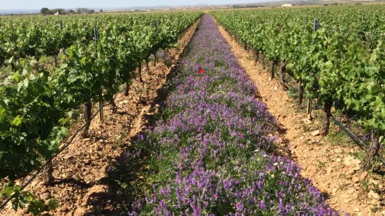 Bodegas Solar de Urbezo