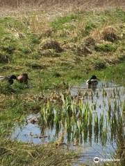 Island Pond Wood