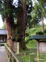 The Great Cedars of Kayano