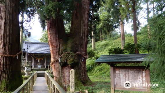 The Great Cedars of Kayano