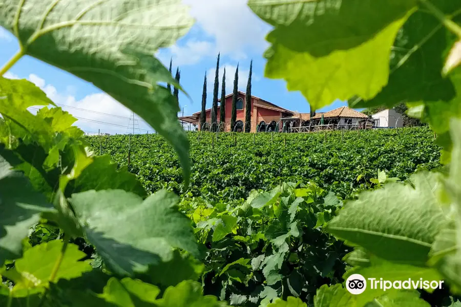 Vinhos Micheletto - Sítio Santa Rita