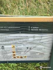 Carter Scenic Reserve