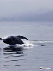 Alaska Whale Watching