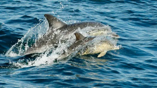 Gairloch Marine Life Centre & Cruises