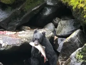 Anan Creek Bear Observatory