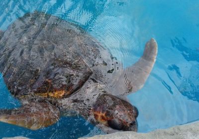 Open Air Marine Turtle Museum