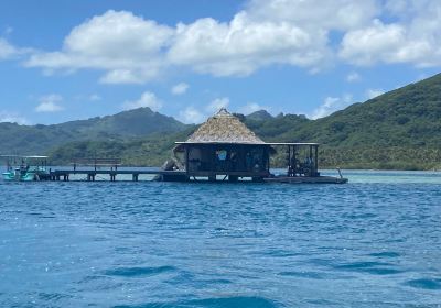 Huahine Pearl Farm