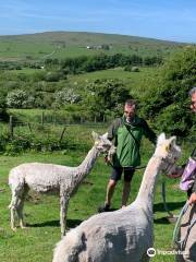 Alpaca Trekking with Moor View Alpacas