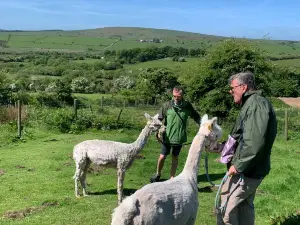 Alpaca Trekking Cornwall