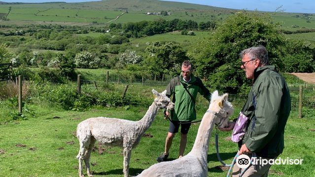 Alpaca Trekking with Moor View Alpacas