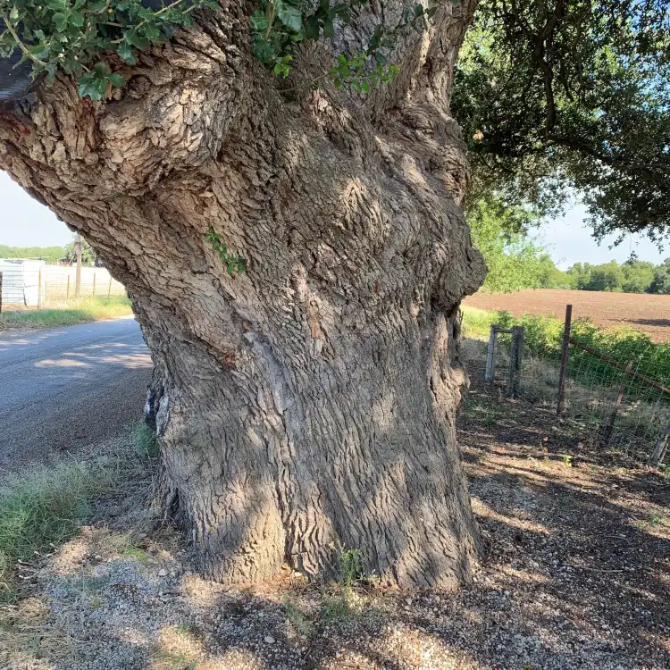 فنادق في San Saba County