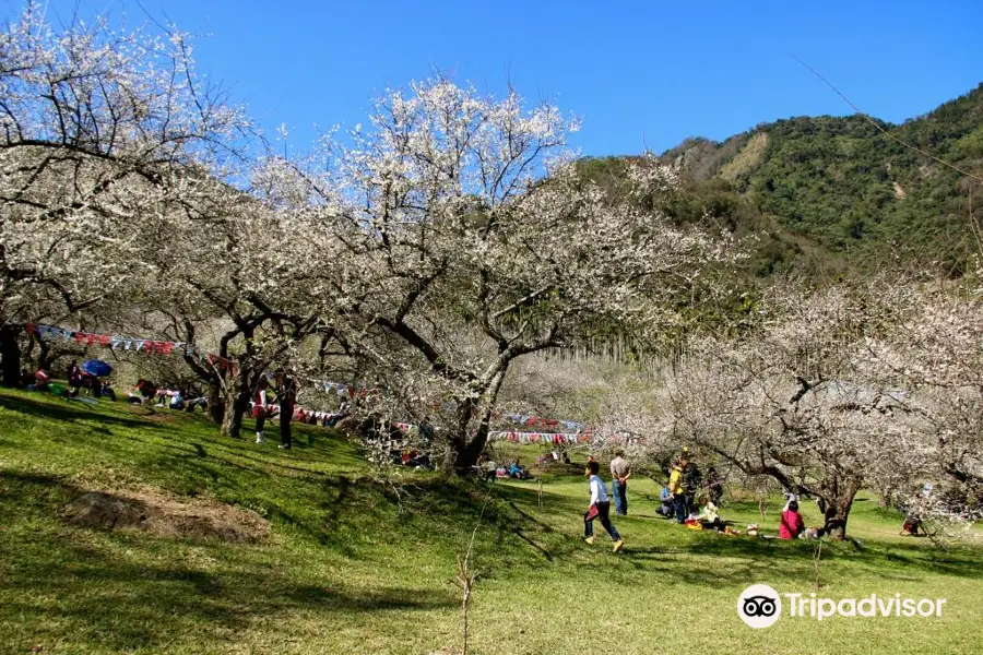 Liou Plum Farm