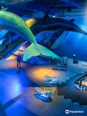 Музей китов