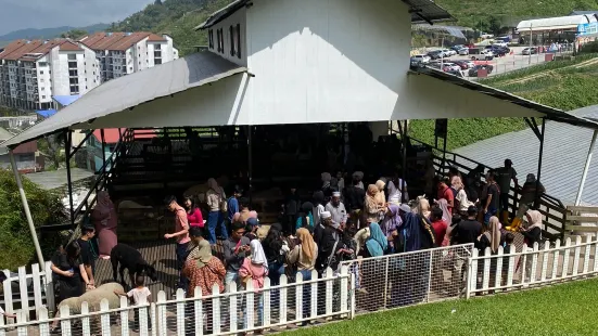 THE SHEEP SANCTUARY