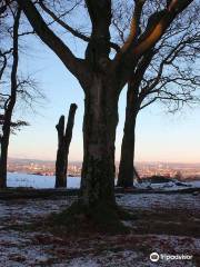 Cathkin Braes Mountain Bike Trails