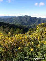 Thung Bua Tong Fields at Doi Mae U Kho