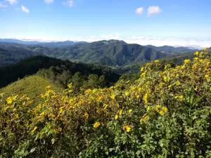 Thung Bua Tong Fields at Doi Mae U Kho