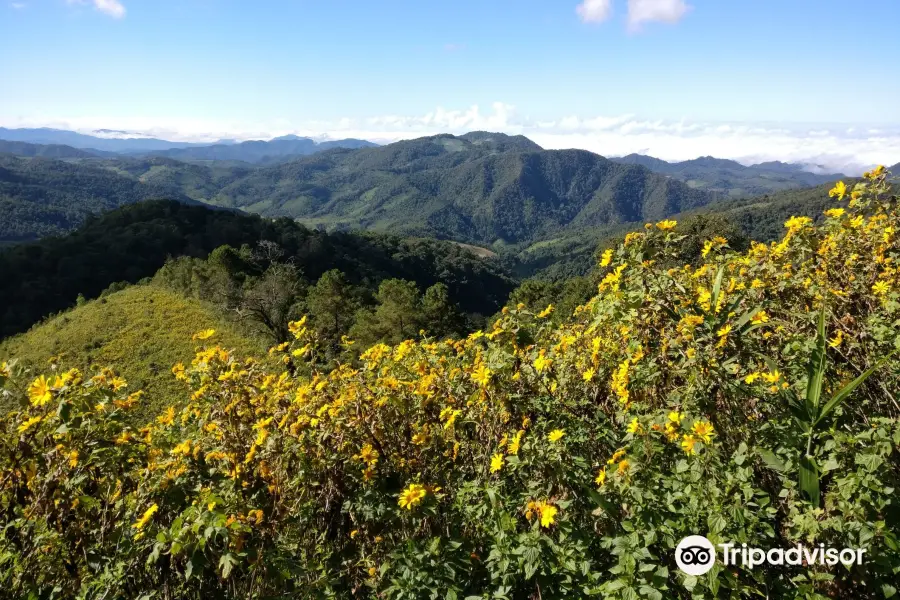 Thung Bua Tong Fields at Doi Mae U Kho