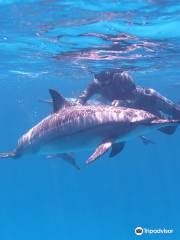 Dolphin House - Sha'ab Samadai Reef