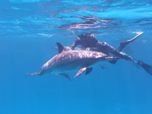 Dolphin House - Sha'ab Samadai Reef