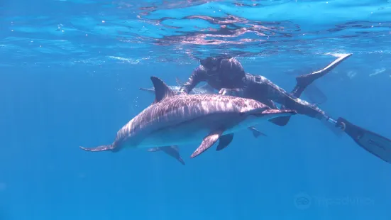 Dolphin House - Sha'ab Samadai Reef