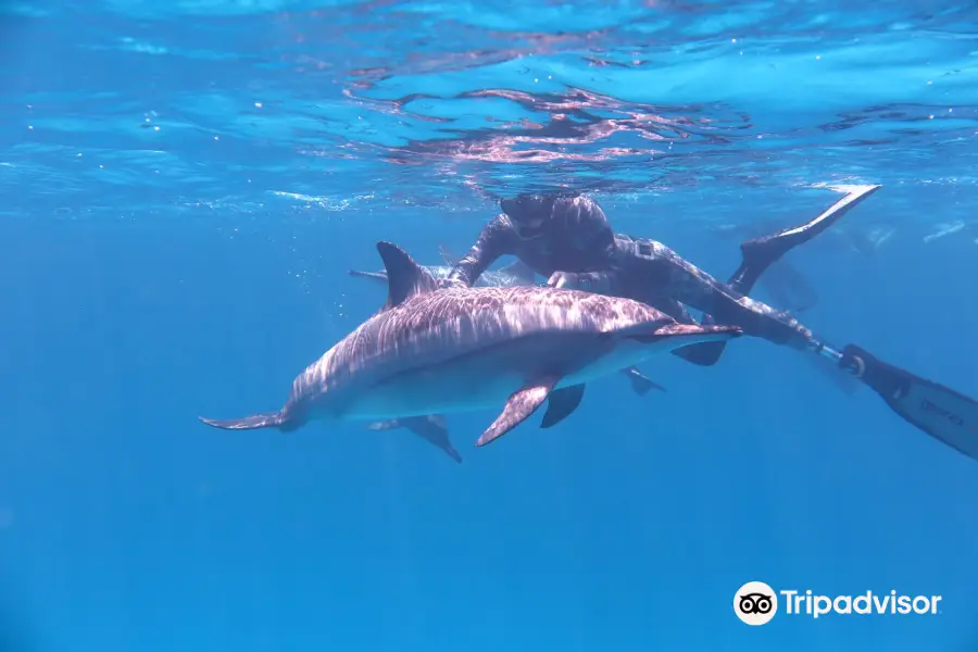 Dolphin House - Sha'ab Samadai Reef