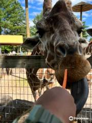 Wildwood Wildlife Park Zoo & Safari