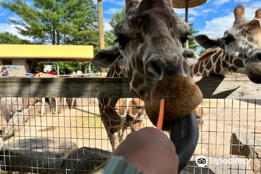 Wildwood Wildlife Park Zoo & Safari