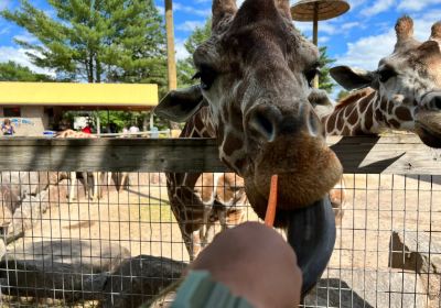 Wildwood Wildlife Park Zoo & Safari