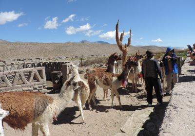 Anatolio y Sus Llamas