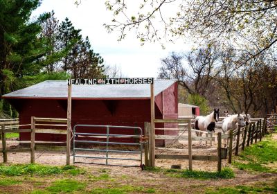 Healing With Horses at Wildrose Horse Farm, Inc. 501c3